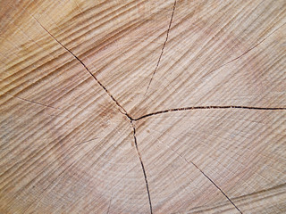 Wood texture