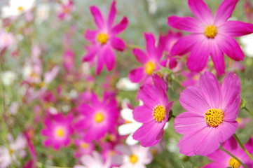 beautiful pink bell flowers