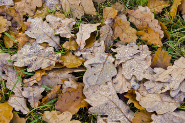 Water drops on oak leaves lying on the ground.
