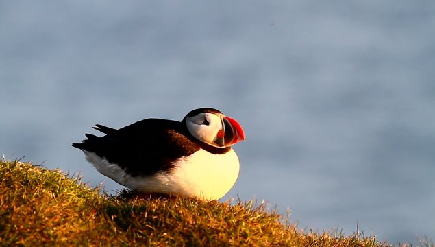 puffin