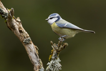 Mésange bleue