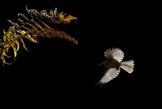 M&eacute;sange nonnette en vol