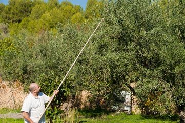 Olive harvest