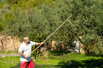 Olive harvest