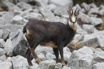 chamois