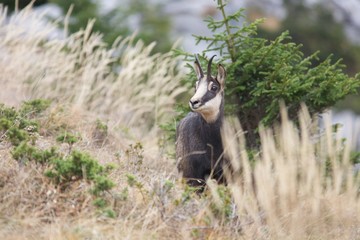 petit chamois
