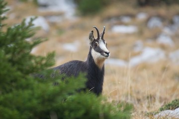 Chamois