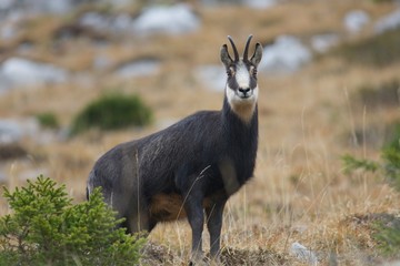 Chamois
