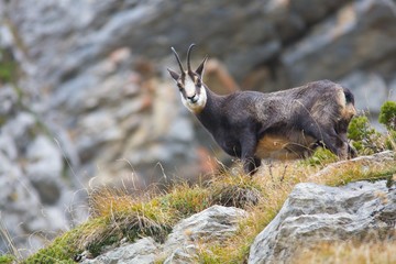 Chamois