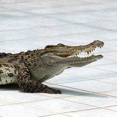 Crocodile on a farm