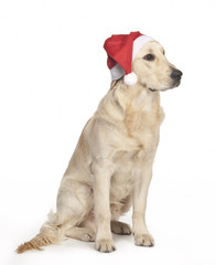 Golden retriever Babbo Natale