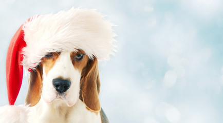 beagle in red hat