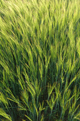 Green rye