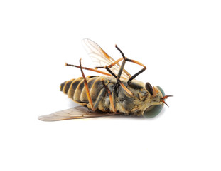 Horse Fly (Botfly) Lying on the Back Close-up Isolated on White