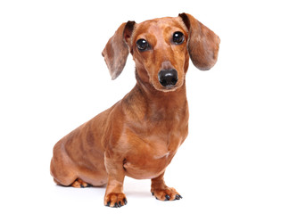 dachshund dog