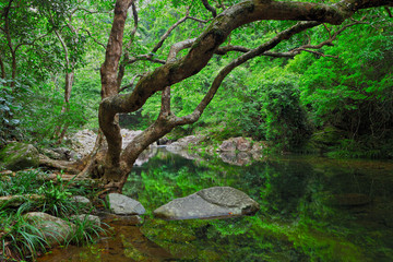 forest with water and tree