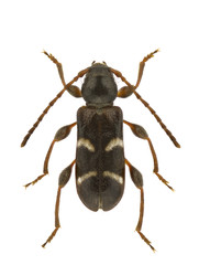 Poecilium alni