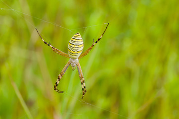 Yellow-black spider (Argiope Bruennichi) in the summer field.