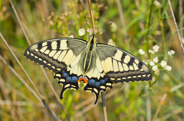 Old World Swallowtail butterfly in its habitat.