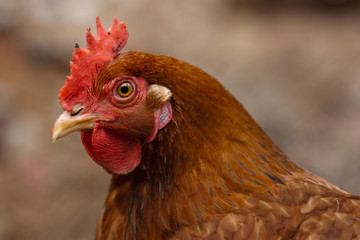 Hen