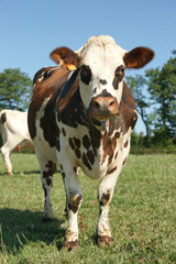 animal ferme vache 106