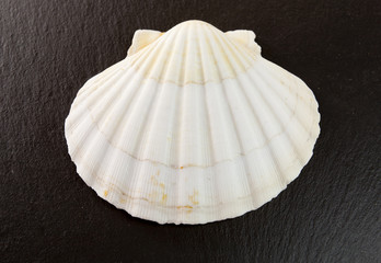 Seashell