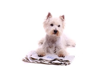 liegender Hund Westie mit Zeitung rechts schauend