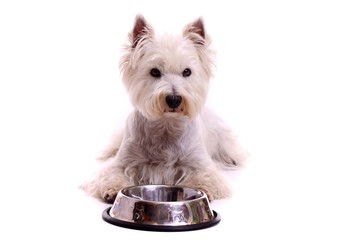 liegender Hund Westie mit Futternapf