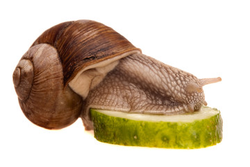 eating snail in profile