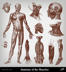 Engraving body muscles illustrations set.
