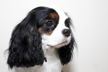 Portrait d'un cavalier king charles