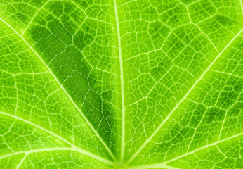 feuille, chouchou, chayotte, christophine