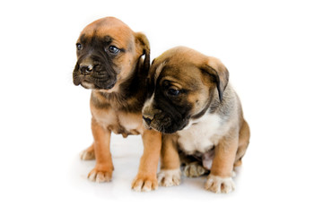 Two adorable puppy Boxer sitting in front of white background