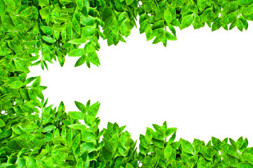 Frame from green leafs isolated