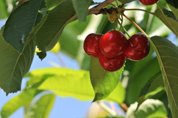 cerise sur la branche