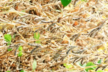 Soy Beans as background