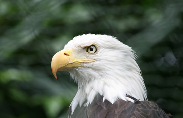 eagle