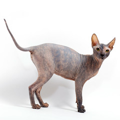 sphinx cat