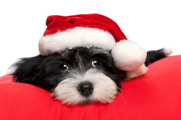 Foto auf Acrylglas Cute Christmas havanese puppy dog © mdorottya