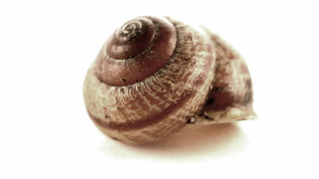 loop rotating shell