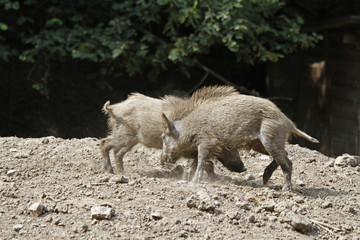 streitende Wildschweine, Jungtiere