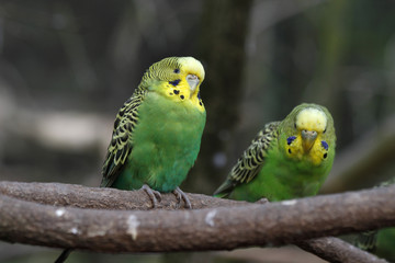 grüne Wellensittiche