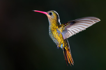 Fototapeta na wymiar Gilded Hummingbird, (Hylocharis hasteth).