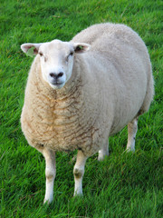 Naklejka na ściany i meble Owce na świeżej trawie.