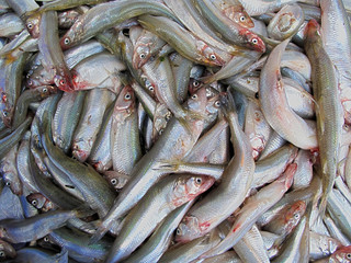 Dead fish on a market.