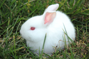 rabbit