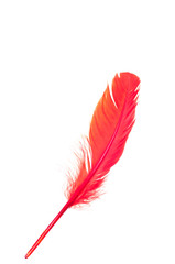 Red feather isolated on white background