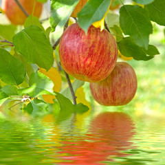 Red delicious apples with reflection.