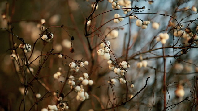 snowberry