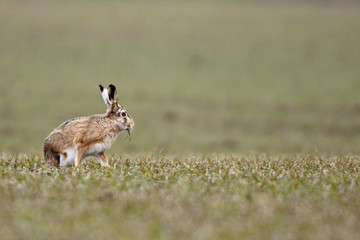 Feldhase (Lepus europaeus)